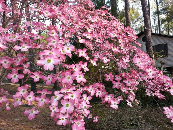 Cornus florida-A