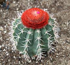 Coroa-de-frade – Melocactus zehntneri