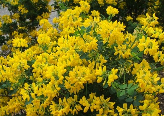 Coronilla valentina subsp glauca