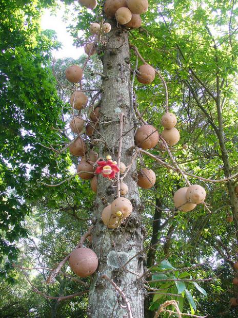 Coroupita guianenses