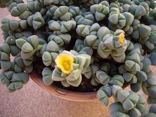 Corpuscularia lehmannii