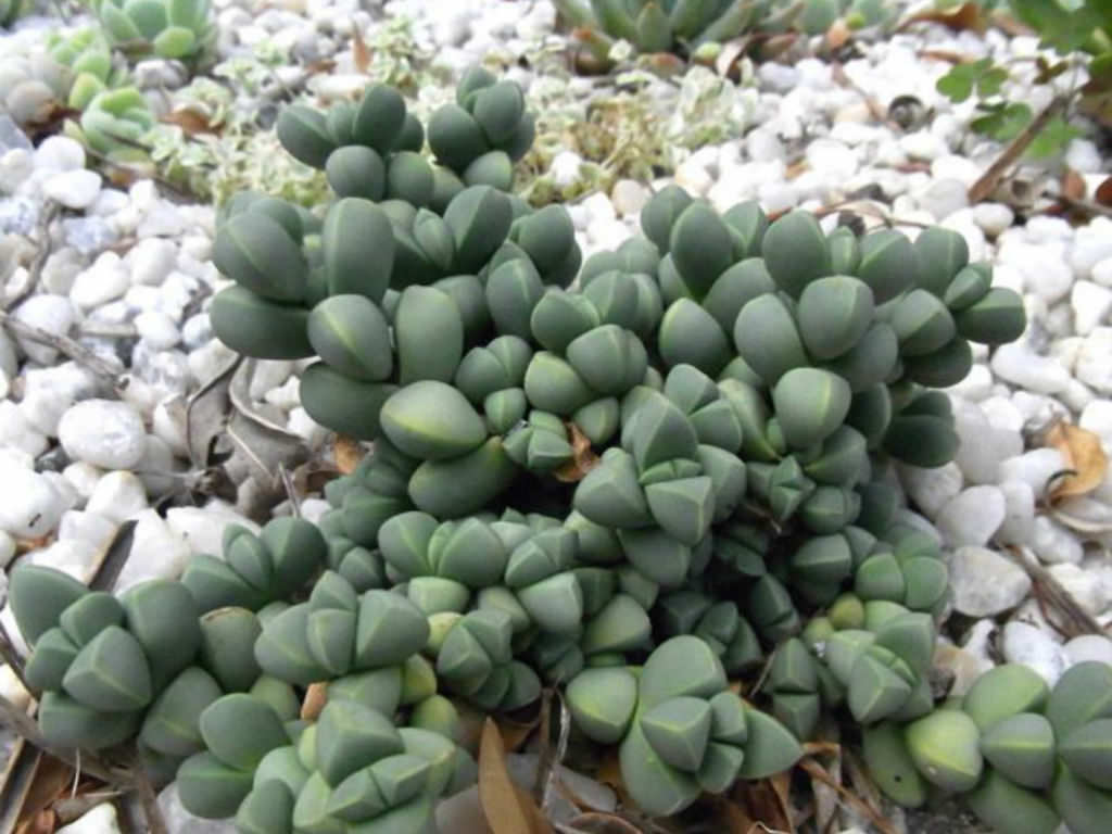 Corpuscularia lehmannii2