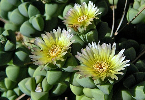 Corpuscularia lehmannii Corpuscularia lehmannii