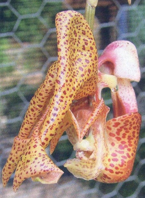 Coryanthes