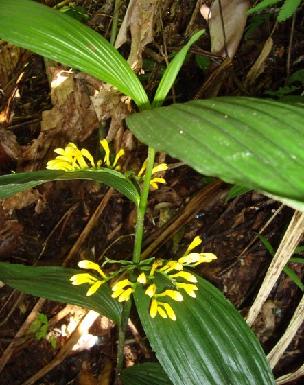 Corymborchis flava