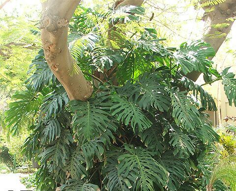 Costela-de-adão (Monstera deliciosa)