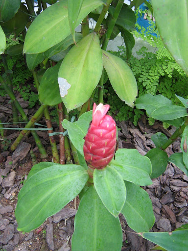 Costus spiralis1