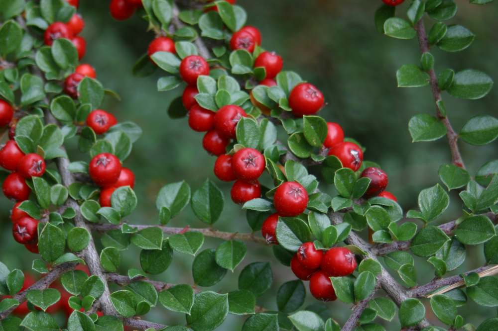 Cotoneaster horizontalis