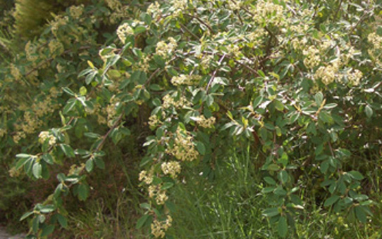 Cotoneaster