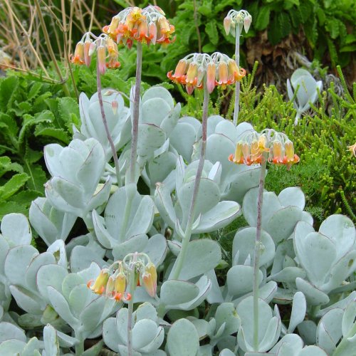 Cotyledon-orbiculata-