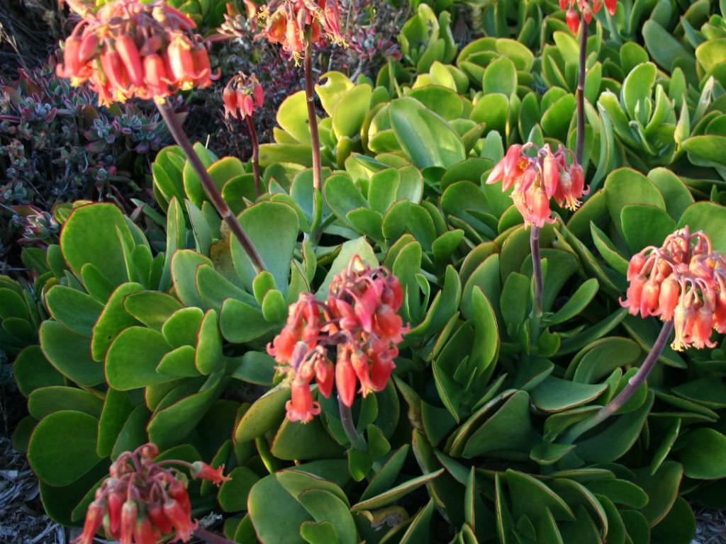 Cotyledon orbiculata L.