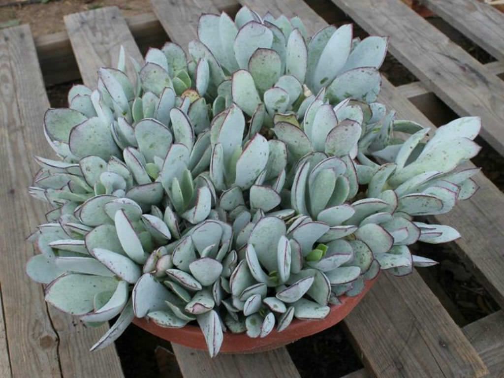 Cotyledon orbiculata L.1