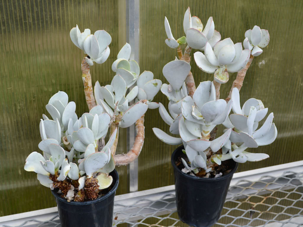 Cotyledon-orbiculata