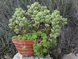 Cotyledon tomentosa + Sedum baeticum