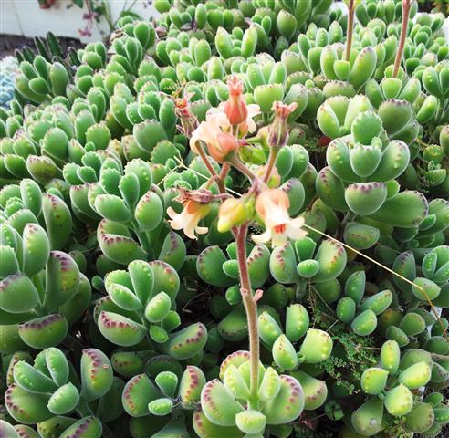 Cotyledon tomentosa 