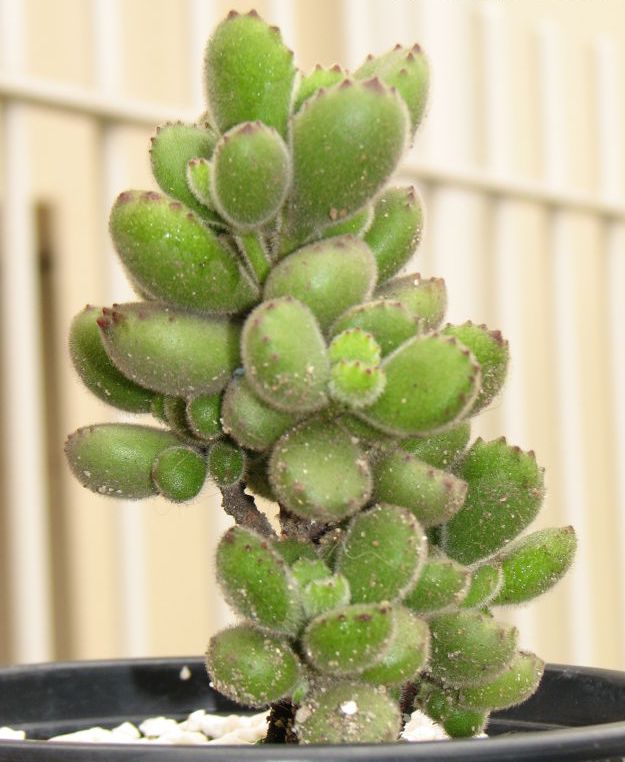 Cotyledon tomentosa