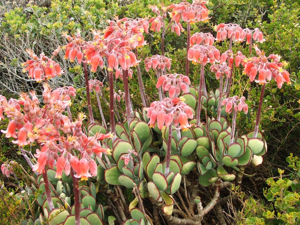 Cotyledon_orbiculata