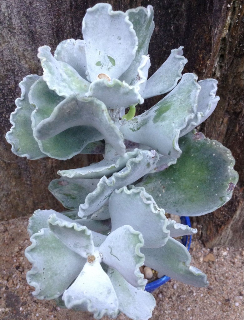 Cotyledon_undulata_grande