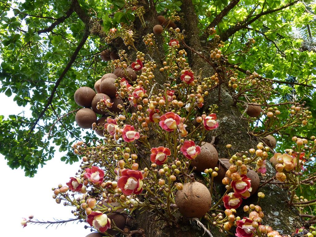 Couroupita guianensis 