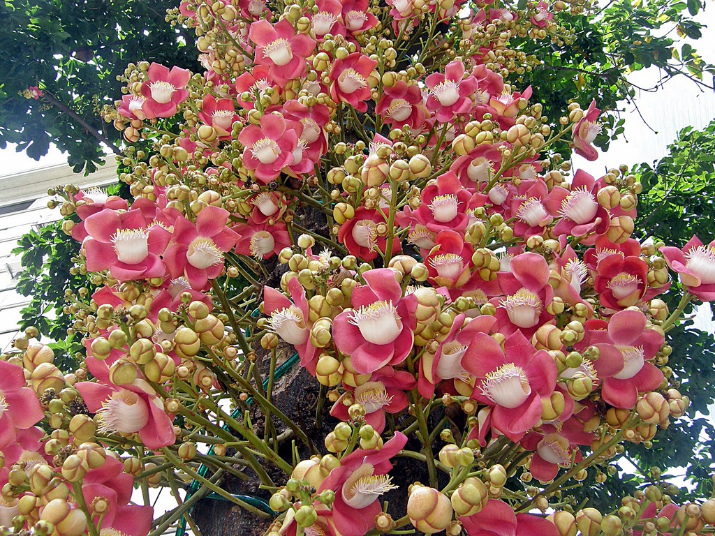 Couroupita guianensis