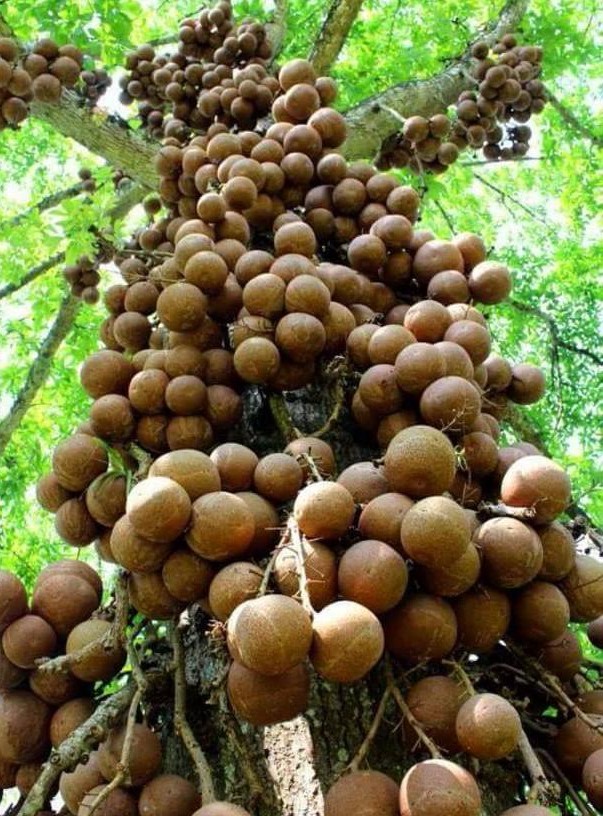 Couroupita quianensis