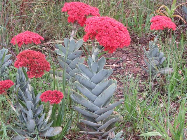 Crassula Falcata 