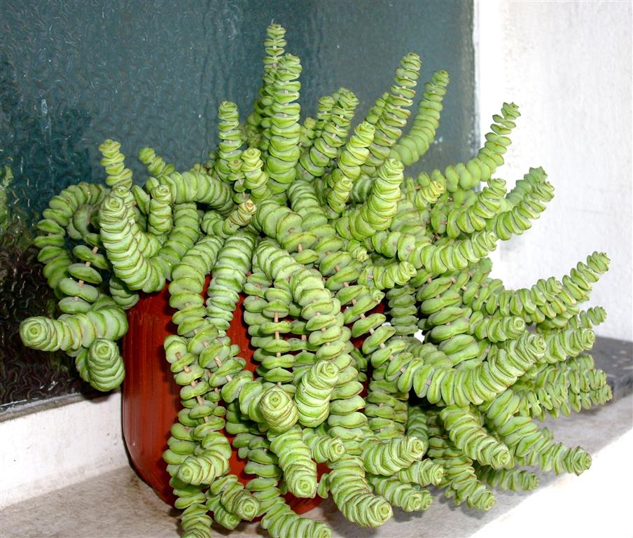 Crassula Marnieriana1 