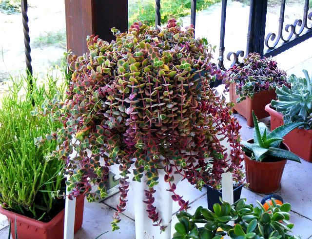 Crassula Pellucida variegata