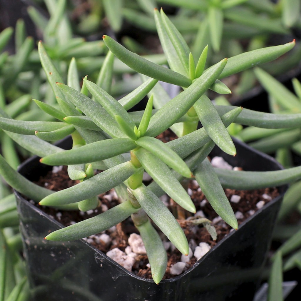 Crassula Tetragona