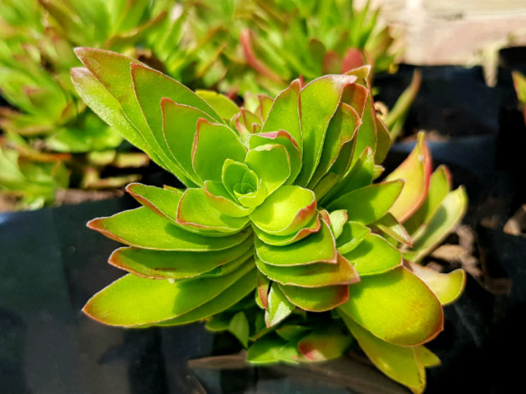 Crassula-capitella-Campfire