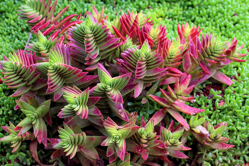 Crassula capitella