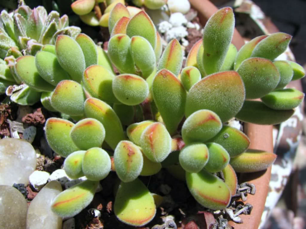 Crassula congesta