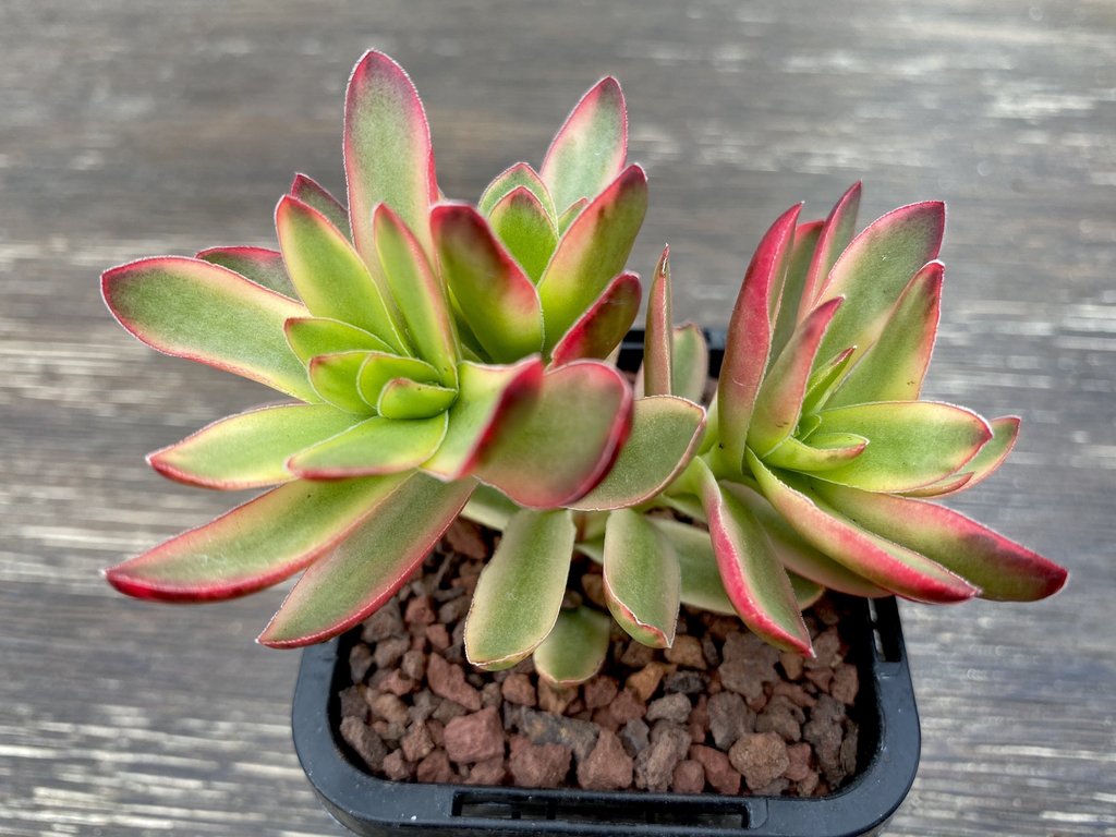 Crassula dejecta variegata