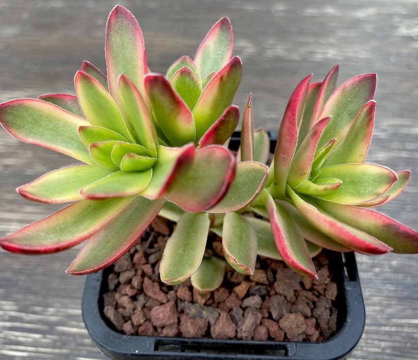 Crassula dejecta variegata