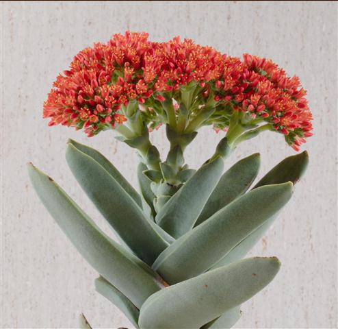 Crassula falcata