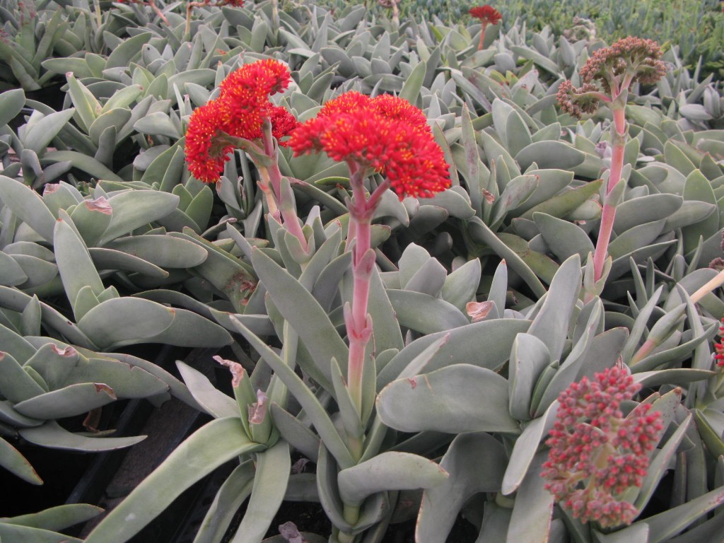 Crassula falcata