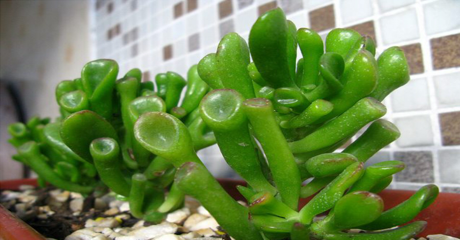 Crassula gollum