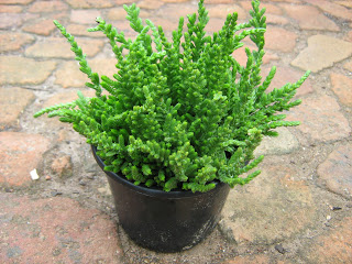 Crassula muscosa var.