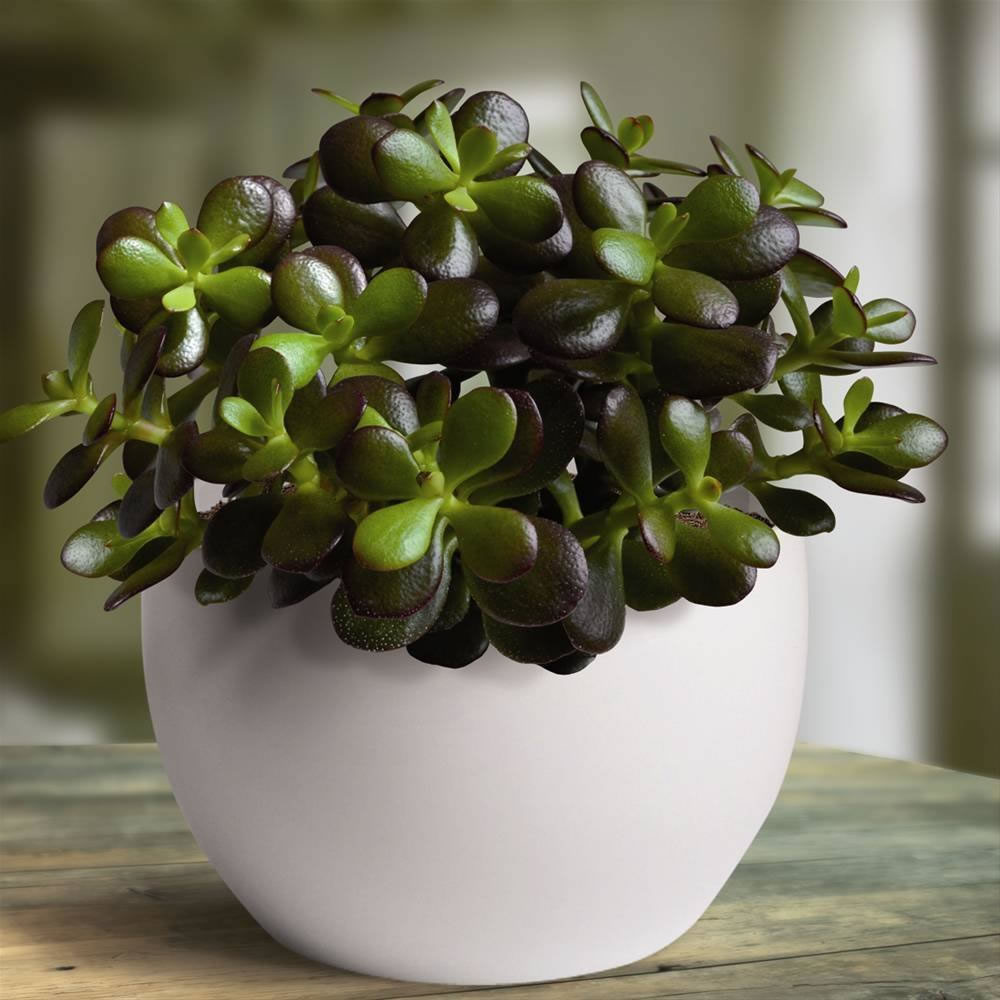 Crassula ovata 6