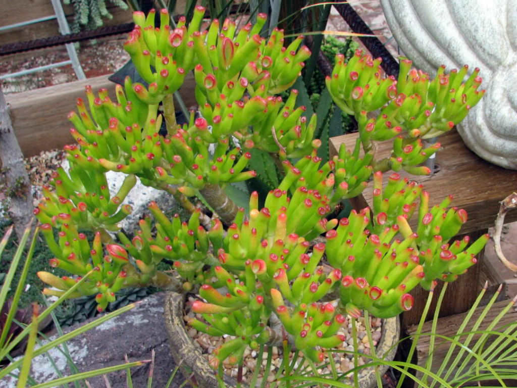 Crassula ovata 'Gollum'