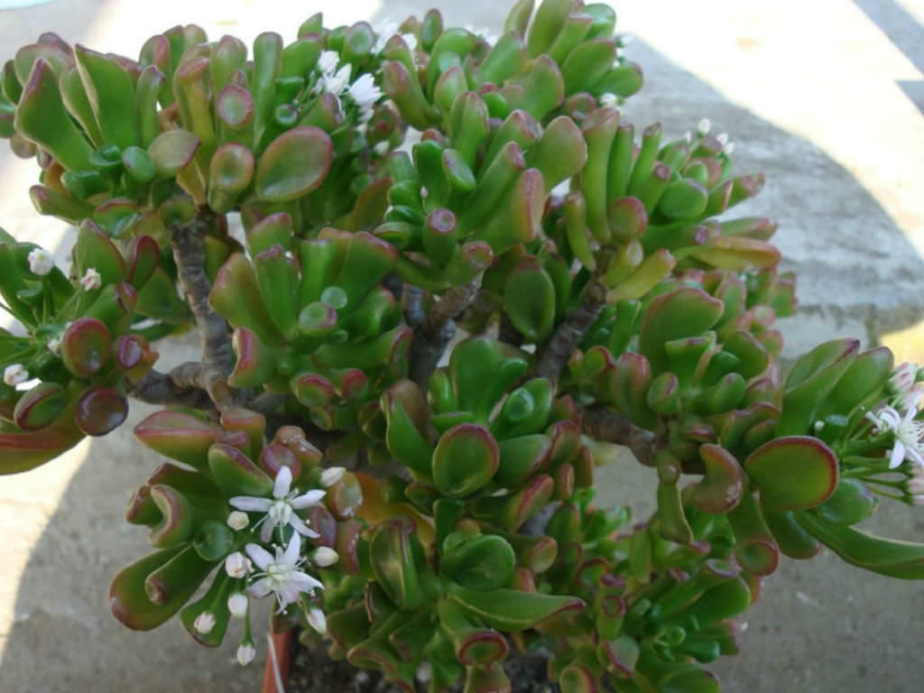 Crassula ovata ‘Hobbit’