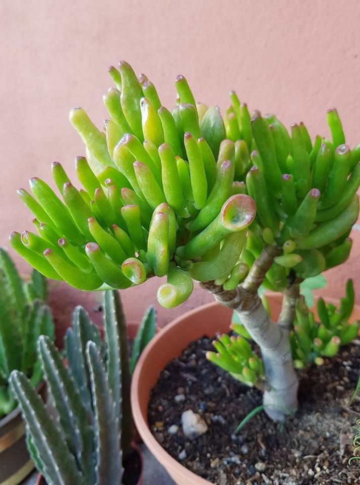 Crassula ovata