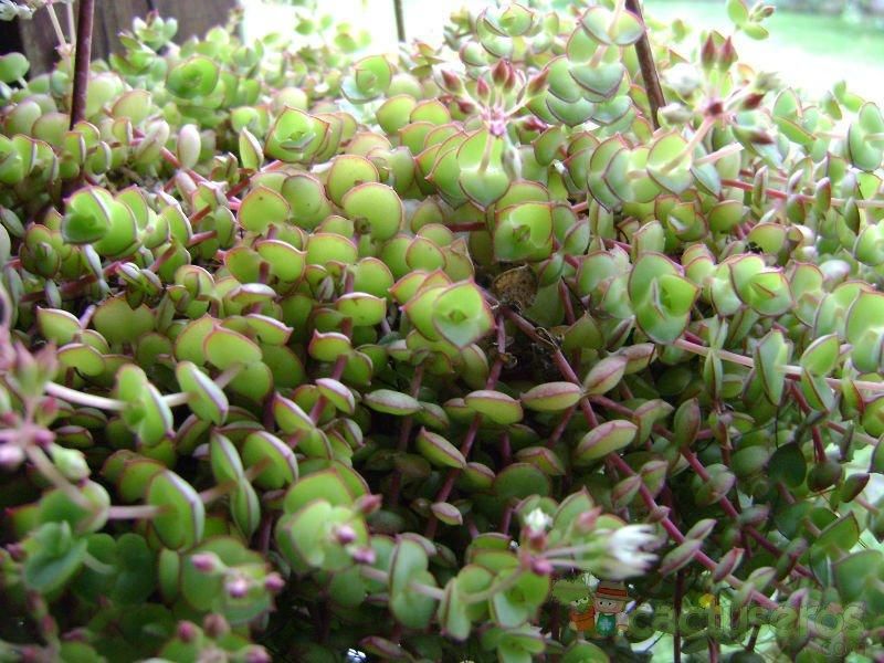 Crassula pellucida ssp. Marginalis