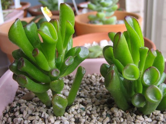 Crassula-portulacea-Gollum1