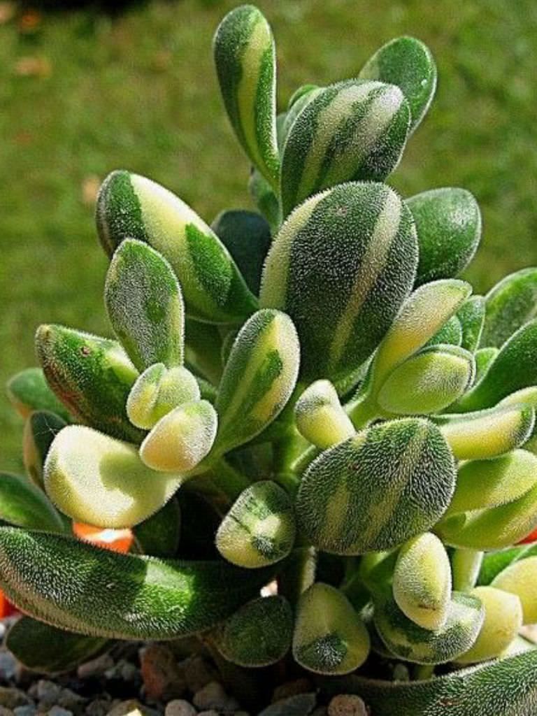 Crassula rogersii  variegata 2