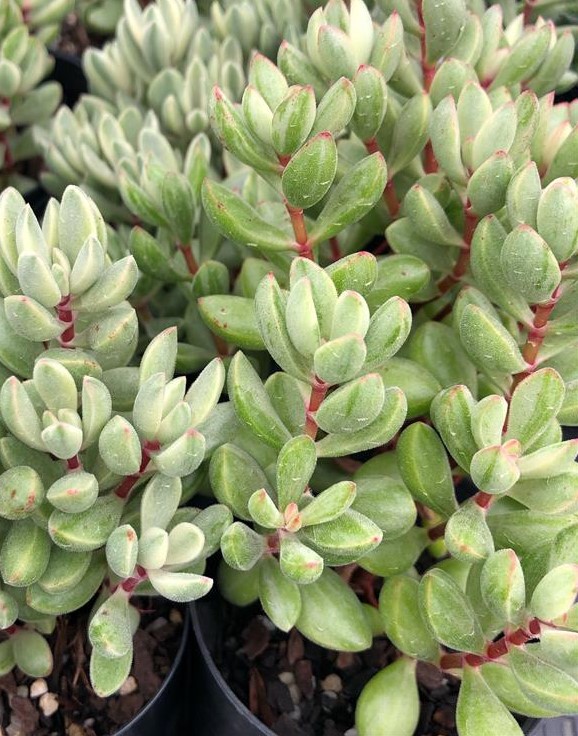 Crassula rogersii variegata 