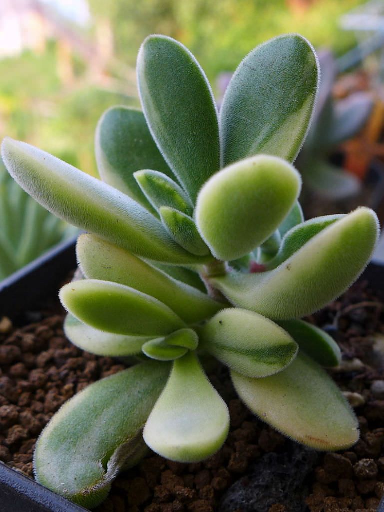 Crassula rogersii