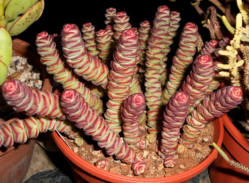 Crassula rupestris ssp. marnieriana