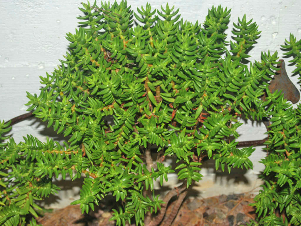 Crassula-tetragona-3