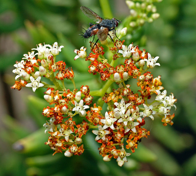 Crassula tetragona em flor